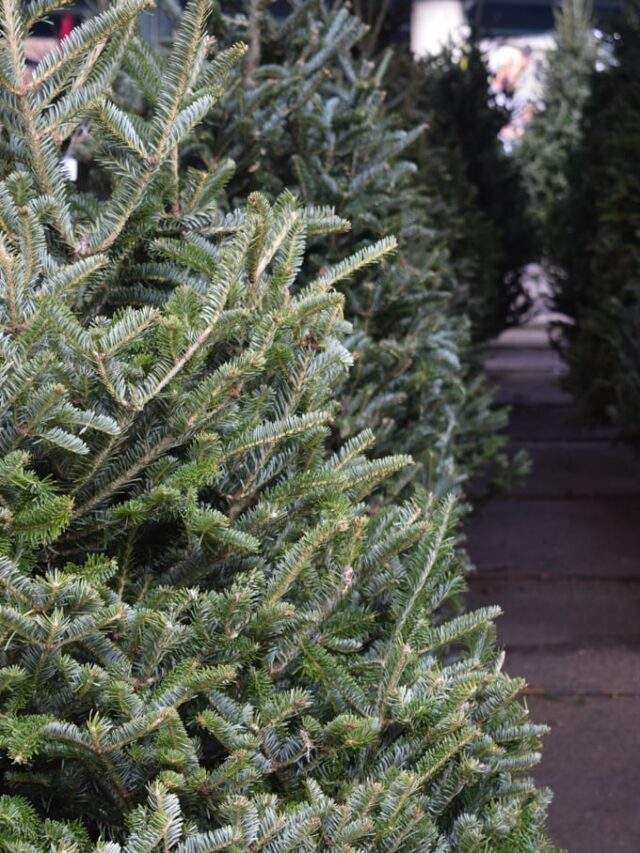The Year I Almost Missed Christmas