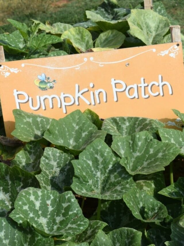 Fall Learning Activity Ideas Story