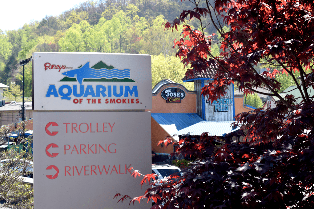 Our Family Field Trip to Gatlinburg, TN - This Little Home of Mine
