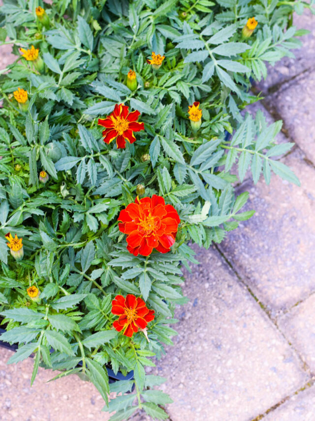 Tray of Orange Flowers