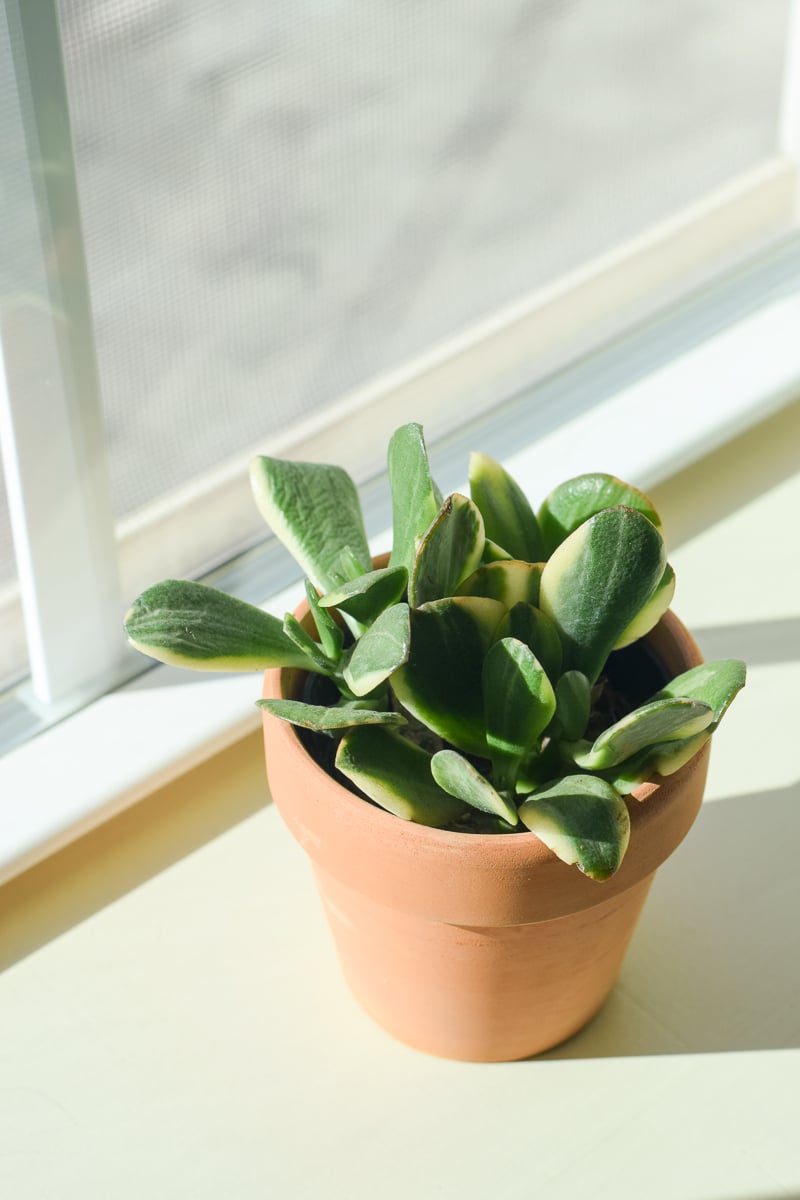 Succulent - Potted Plant from Trader Joe's
