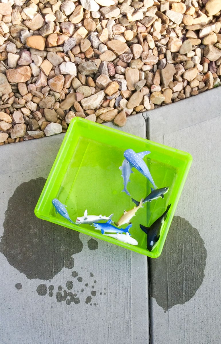 Container of Water with Toy Animals Floating in It