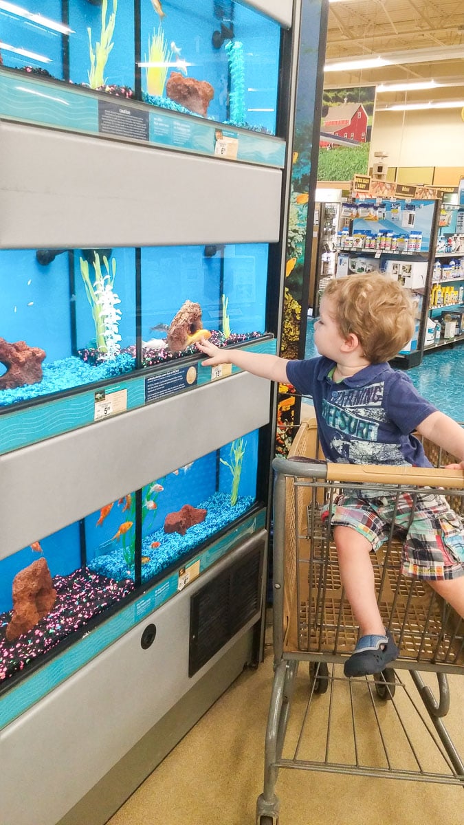 Toddler in Shopping Cart