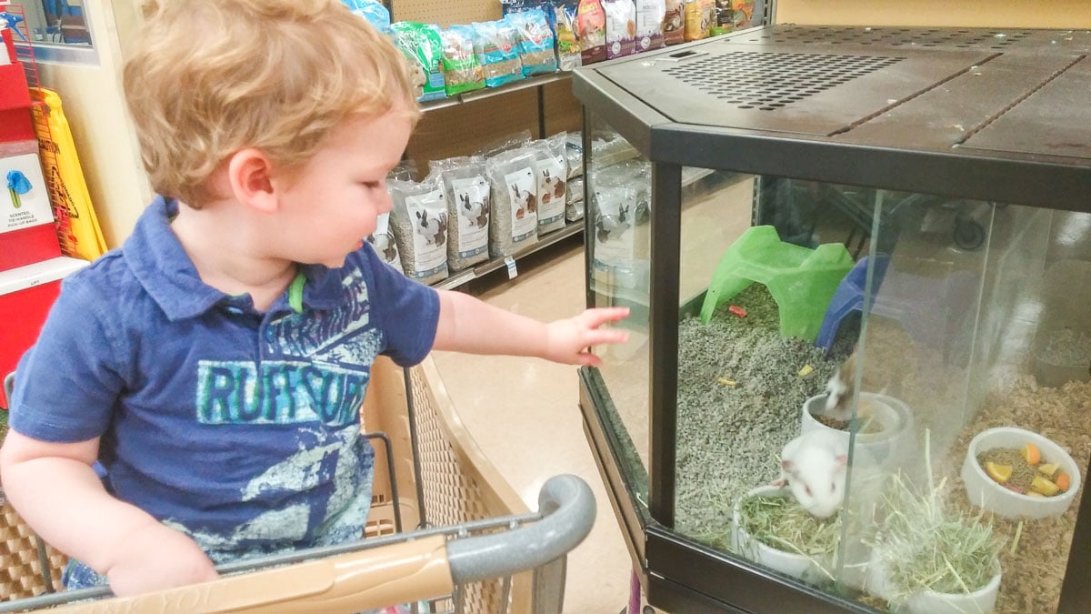 Toddler in Shopping Cart