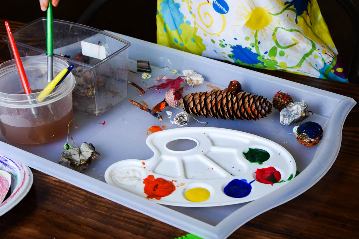 A Tray of Items from Nature 